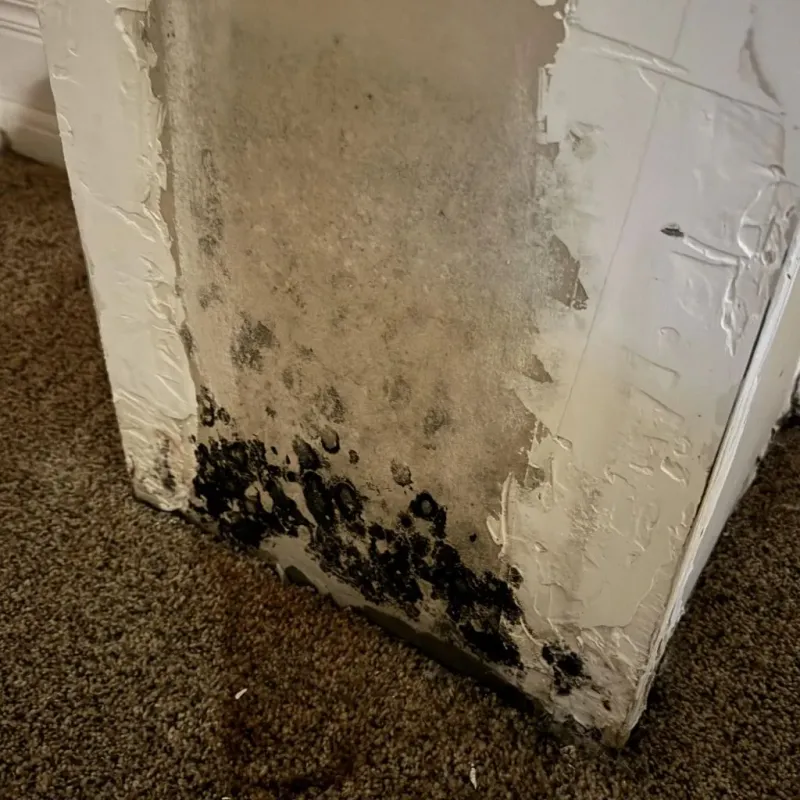Professional Mold Removal in Socorro, NM